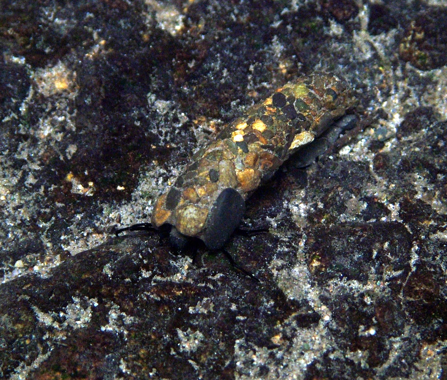 A caddisfly larva on a streambed, its body enclosed in a
                protective case built from small pebbles and sand grains.