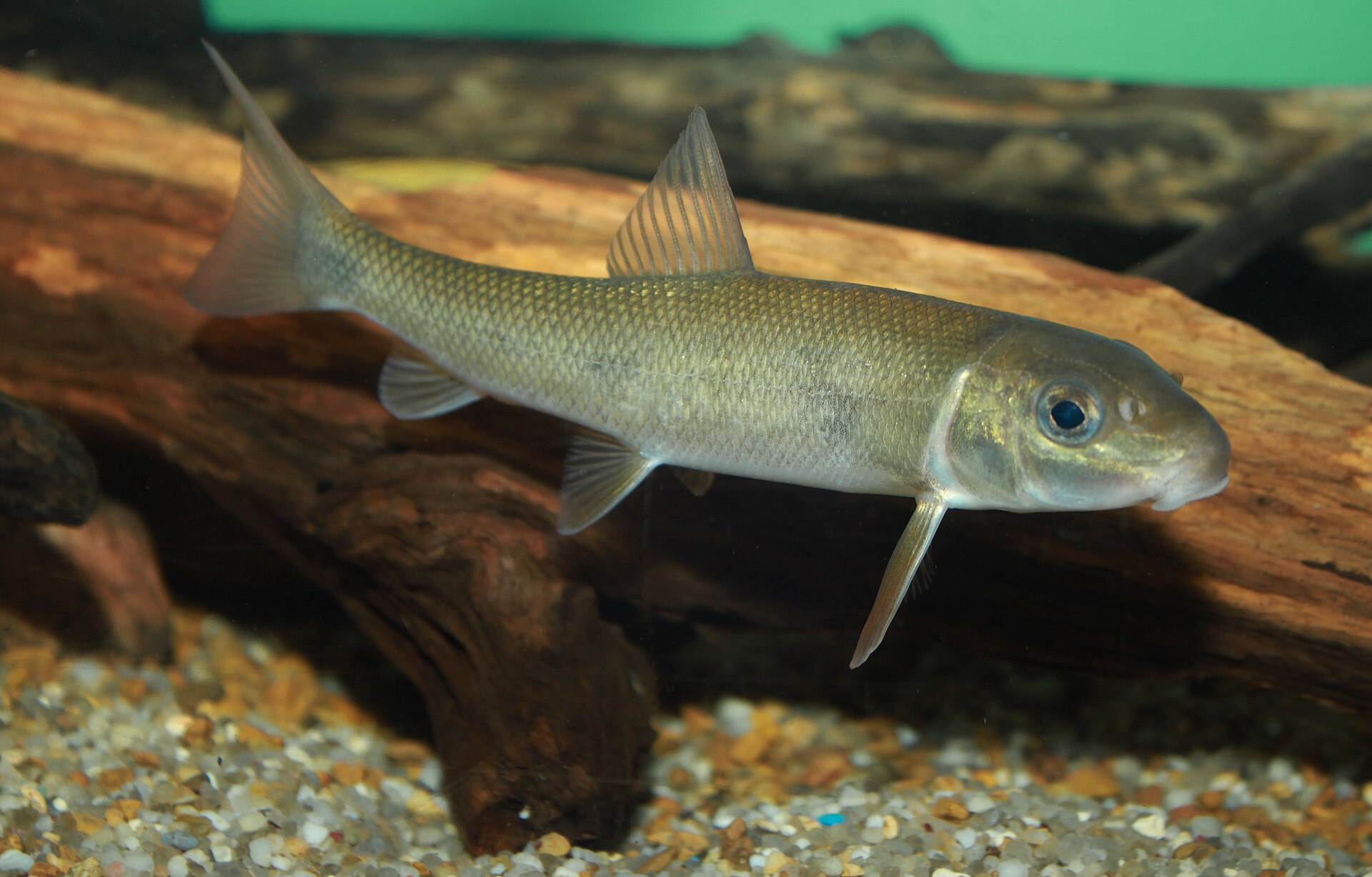 A white sucker, an olive-and-silver freshwater fish with a
                downturned sucker mouth, swimming near a submerged log over a
                gravel bottom.